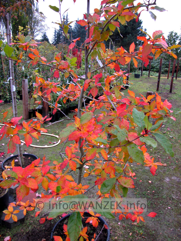 Nyssa sylvatica 1.JPG